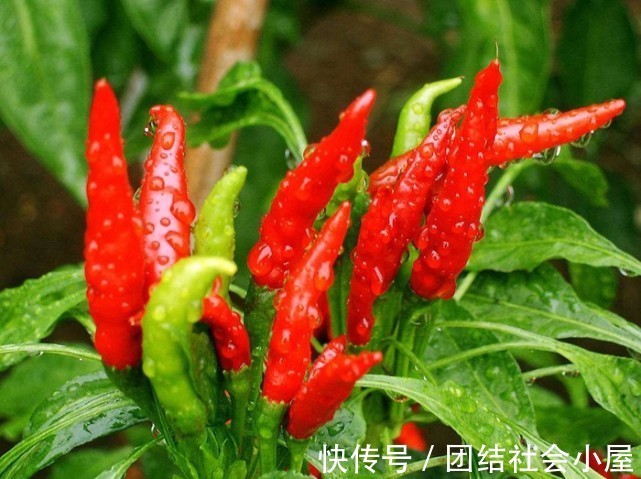 心血管|高血脂的“罪魁祸首”并非肥肉,医生:不忌口,小心血管被堵