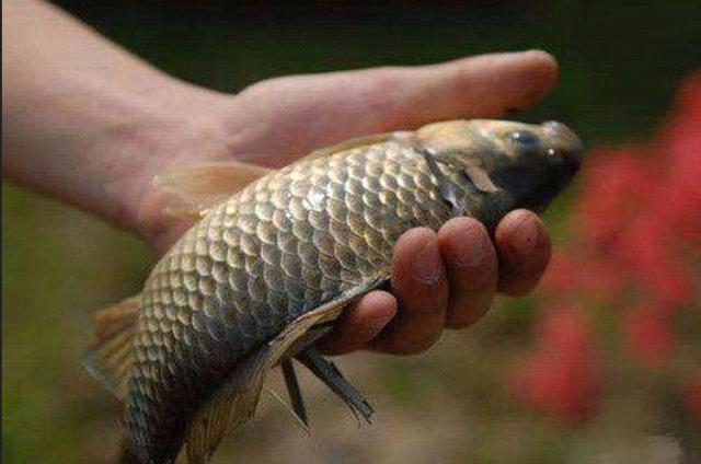 给你提个醒，秋钓只需牢记这三个调整，不吹不捧，一周至少钓五次