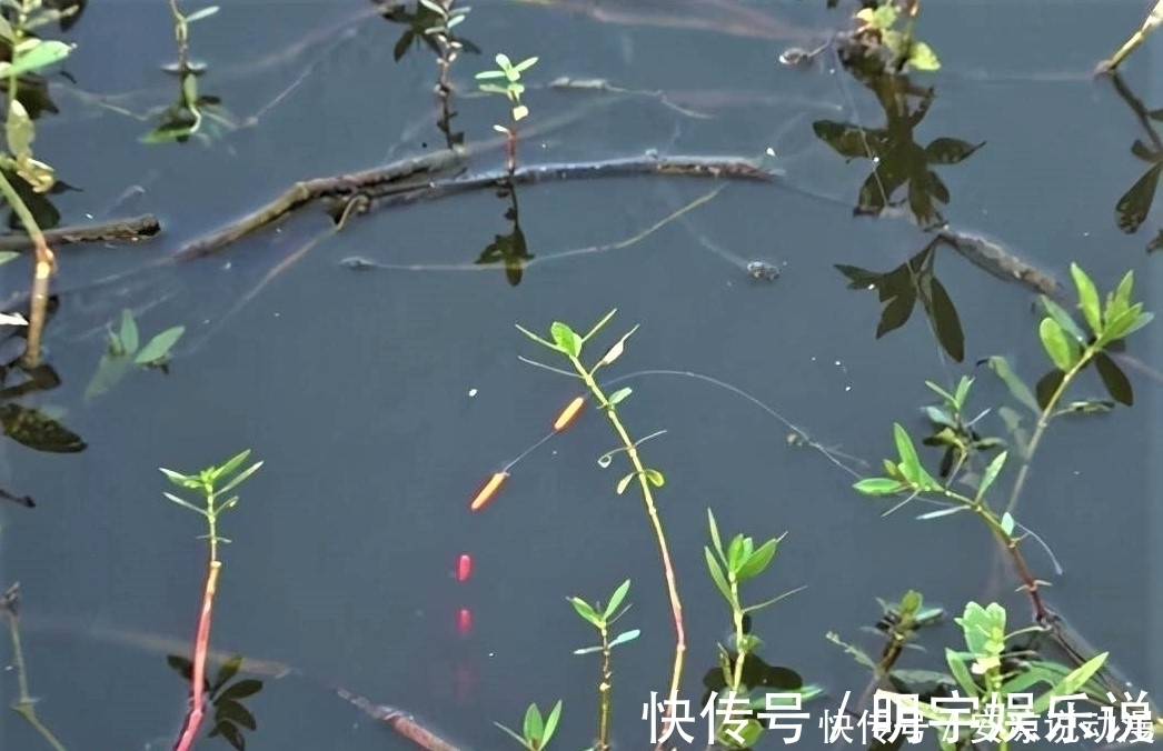 水草|钓鱼就一定要“钓草”？“钓草”怎样选择其钓点位置？