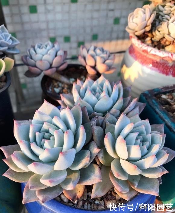 多肉养不活，90%的原因是浇水导致，养多肉，怕就怕在浇水