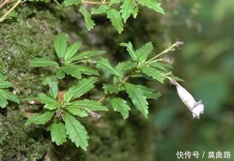 生长|这种野生物,若它生长在你家周边的石头上,千万别随意破坏!