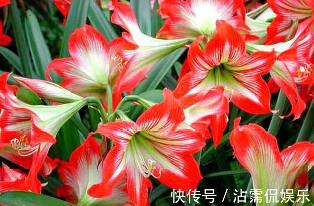 太阳花|5种花是爆盆能手,好养易活,懒人新手都能养好,美不胜收!