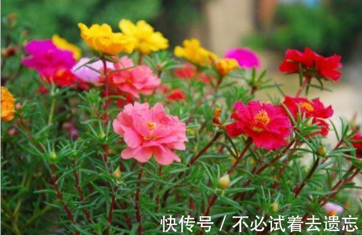 家里阳台养此款花,花开爆盆美如花,枝头窜满花苞,美