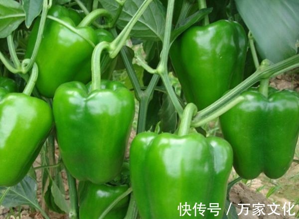 美容|超市很常见的3种食物,美容养生、滋润肌肤,早吃早健康!