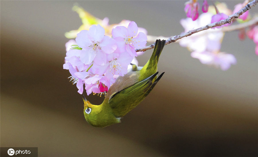 老年|日本大阪樱花盛开 鸟儿栖息枝头“闻香识花”