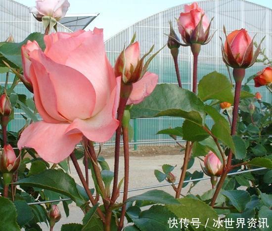 6种冷门月季,看一眼就中“毒”,没养的人都后悔了!