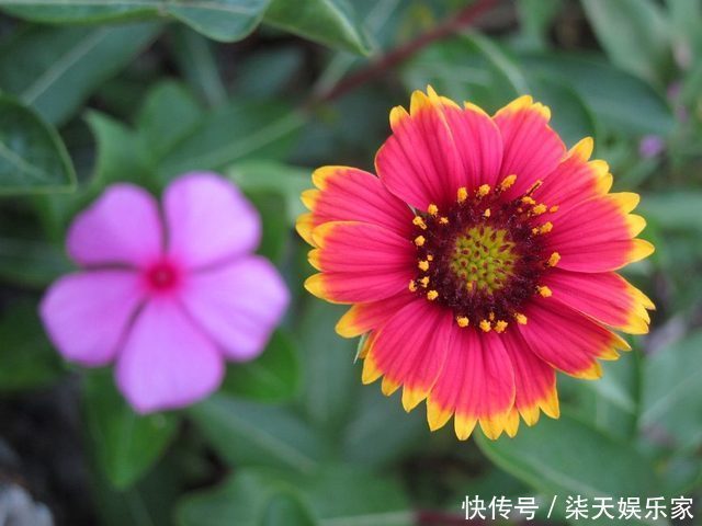 花镜|7种菊花被称为菊花中的西施，开花娇艳，蜂来蝶往，美丽折服行人