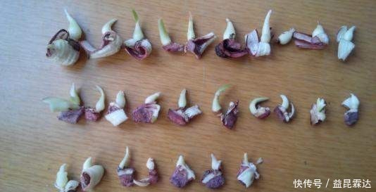 这6种花不用花钱买,随便切一刀撒到盆里,落地生根,变出很多盆