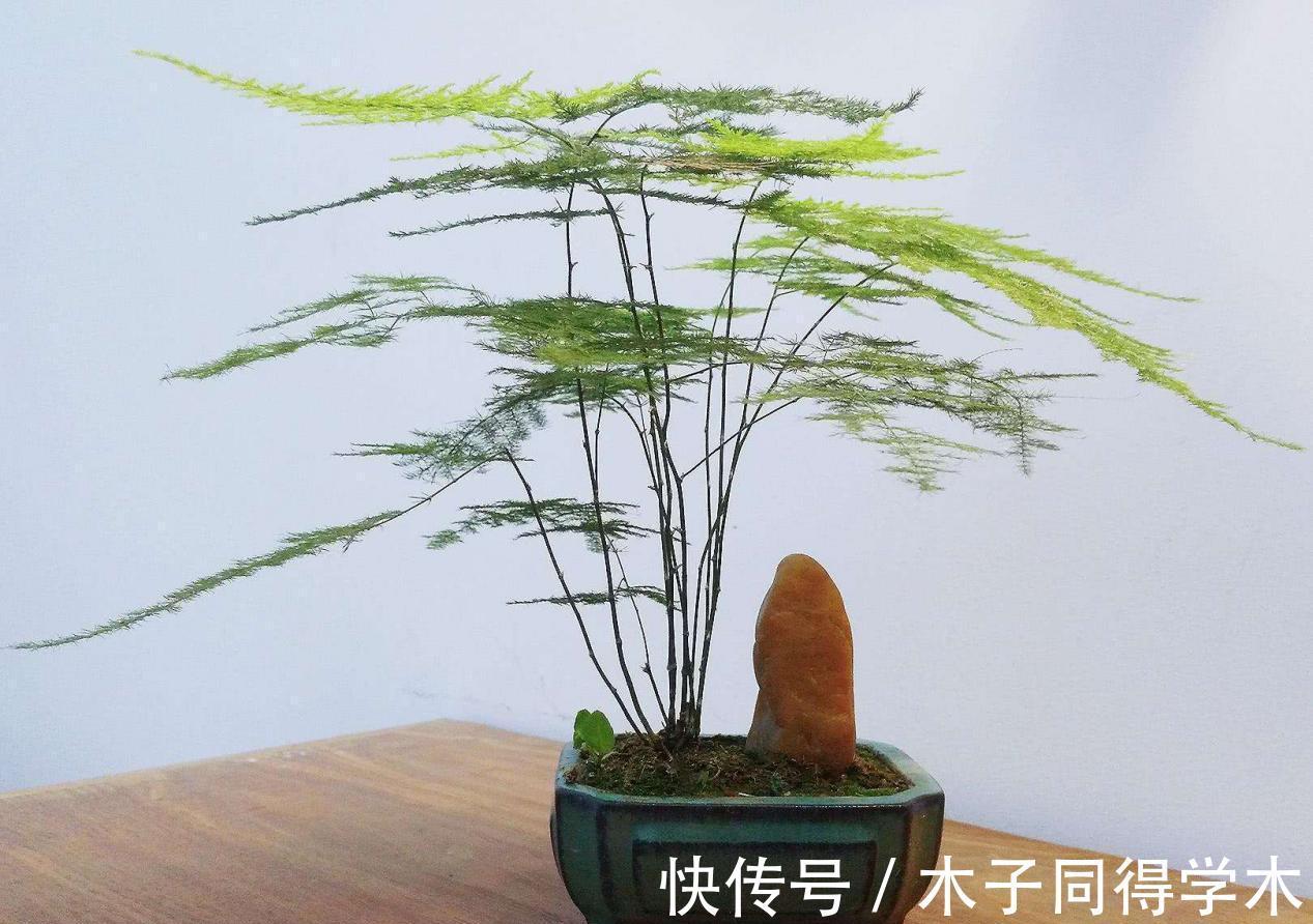 阳台上|盆栽养文竹,靠抓住这4点促生长,保管植株不黄叶烂根