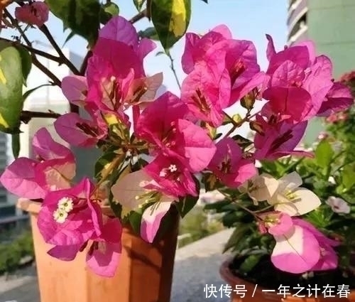 三角梅|4种花,赶紧搬出去养,风吹加日晒,早早冒“花芽”