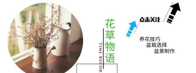 适合“懒人”养的5种花,耐阴又耐旱,扔在客厅1个月,依旧旺盛!