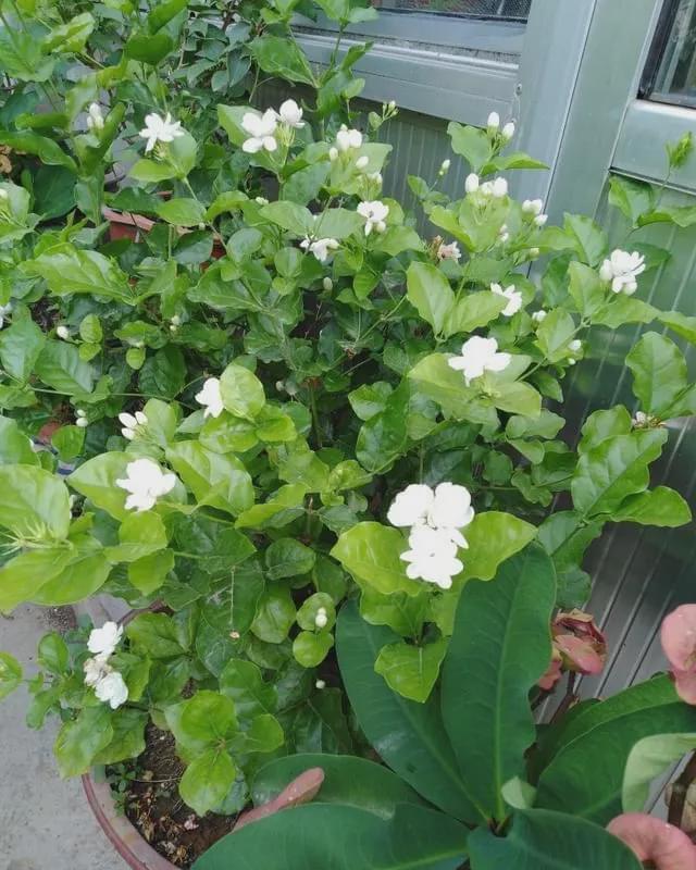 秋季|立秋后养花，该掌握住哪些技巧？明确这些，植物长势更旺