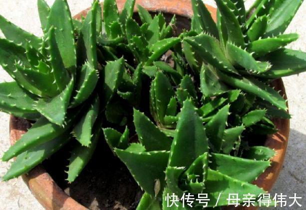 爆盆|养芦荟记住1点,新手也能养爆盆