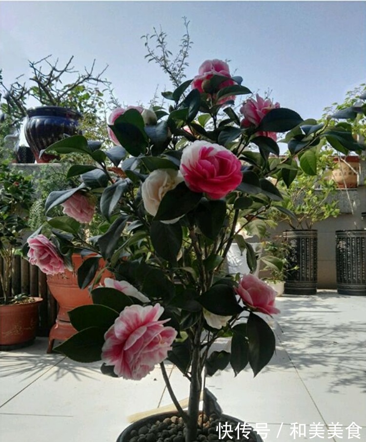 土壤|错用这几种土种茶花,难怪茶花老长不好,黄叶不开花!