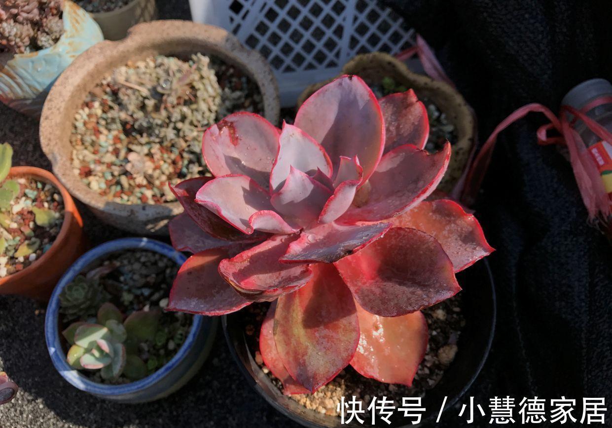 秋冬天冷，怎么“保全”植物盆栽？通过这些途径御寒就好了