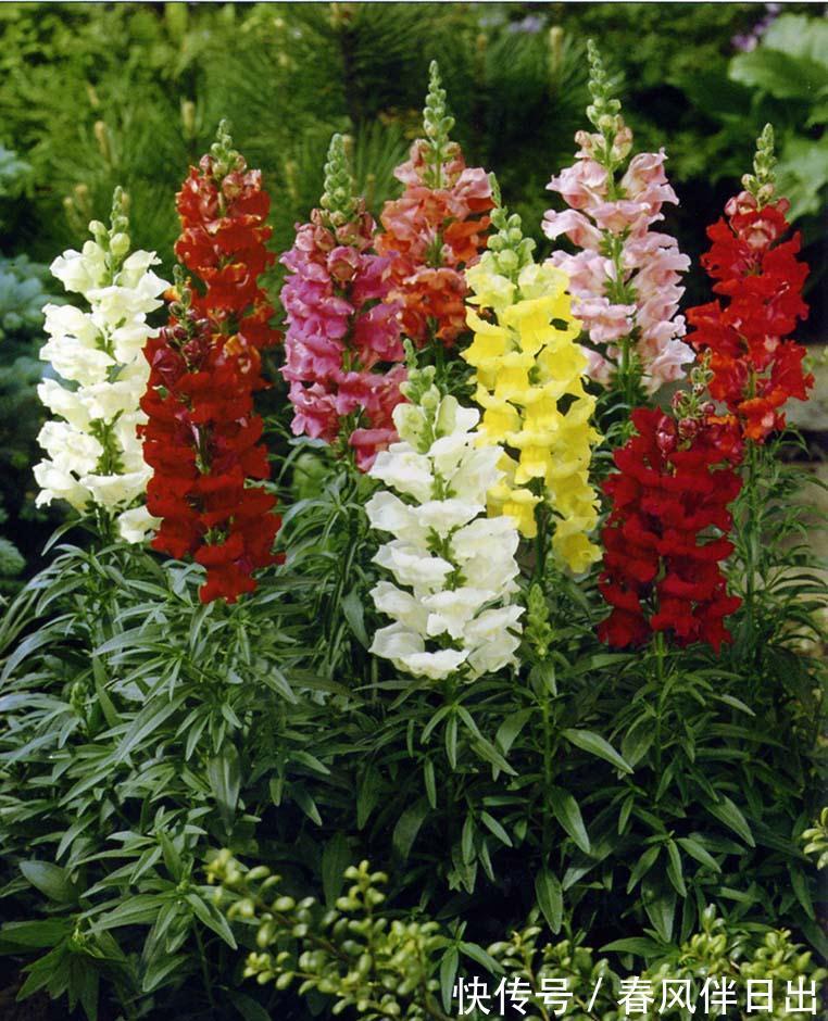 养花试试这几款，花朵精致，花量非常大的开花灌木