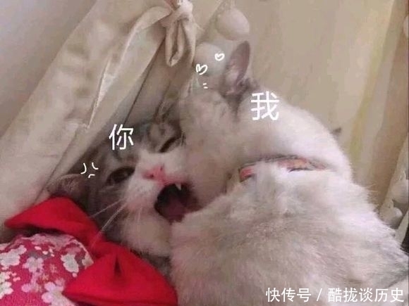 |可爱猫咪搞笑表情包:可以给我一个爱的抱抱吗?