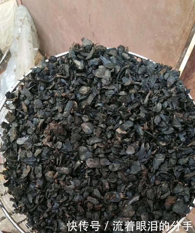 冬天出门“溜一圈”,看到“它们”捡回家,全都是养花宝贝!