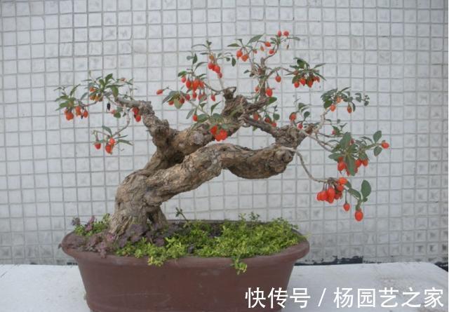多元素|养花试试这几款，红彤彤的，放在哪里都好看，喜庆又漂亮