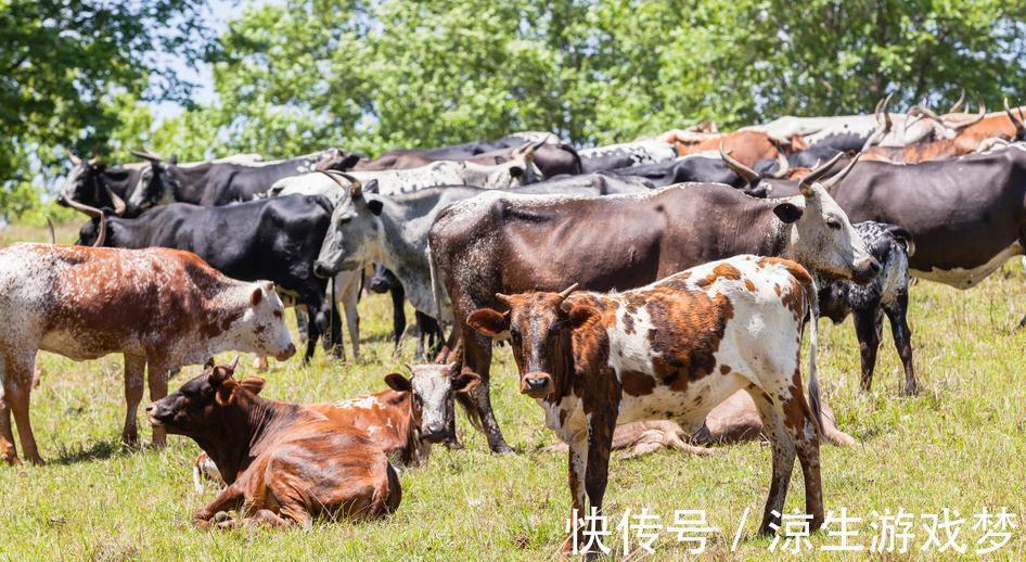 新生|犊牛腹泻的临床症状及防治，你了解多少，来这看看吧