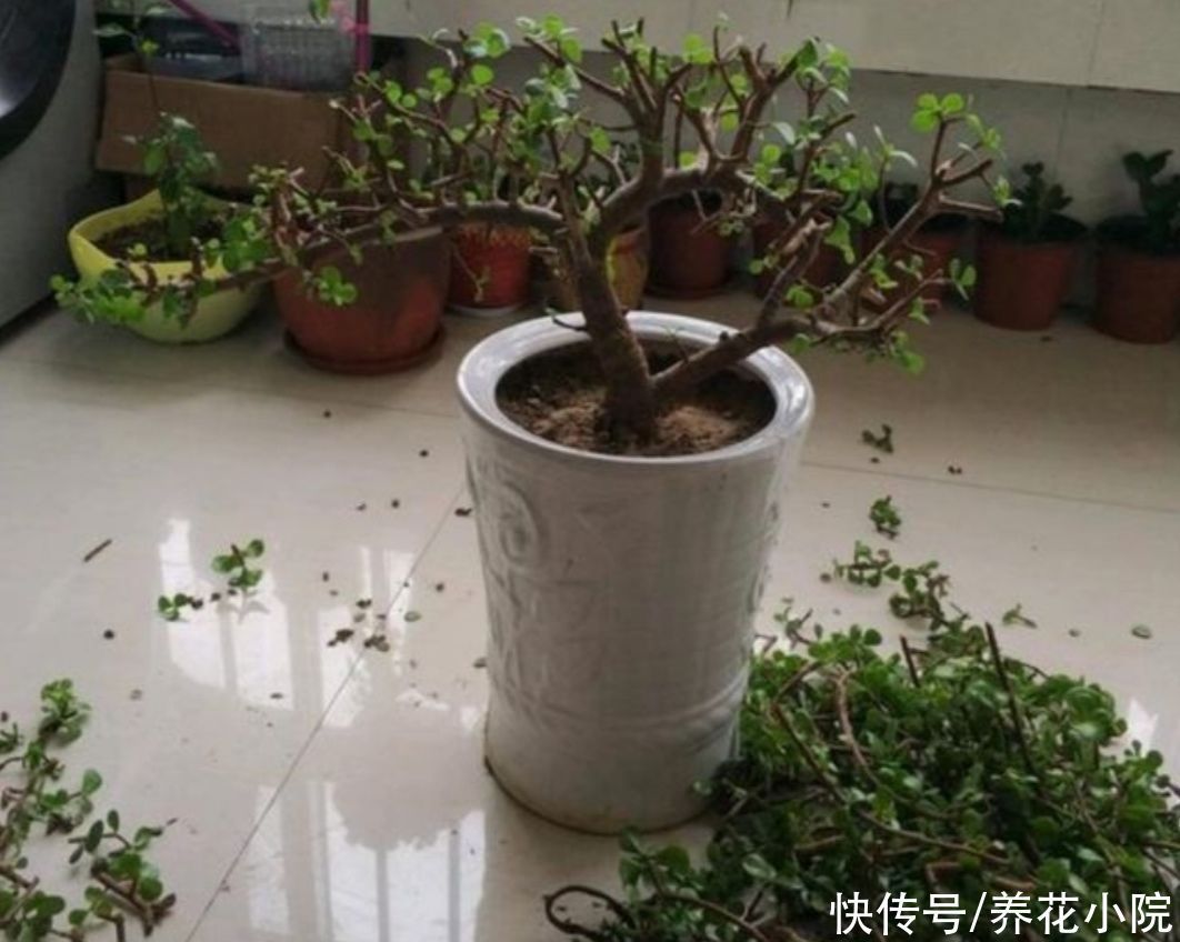 养金枝玉叶,枝条舍不得修剪,株型散乱,长得慢