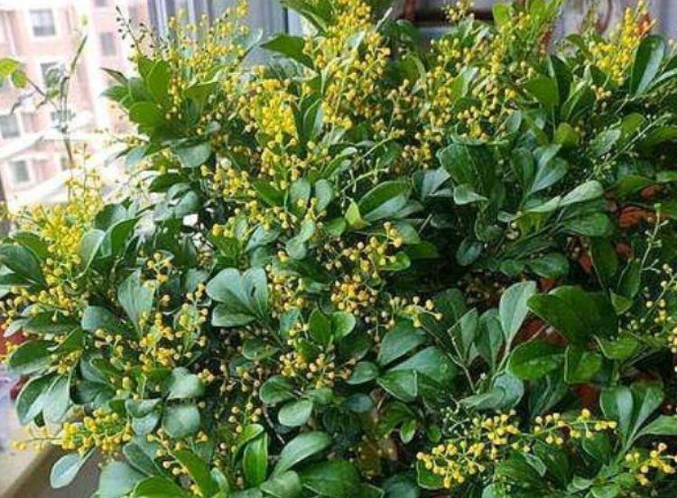 4种花好养易活，旺财又养人，开花红红火火，旺财又旺运！