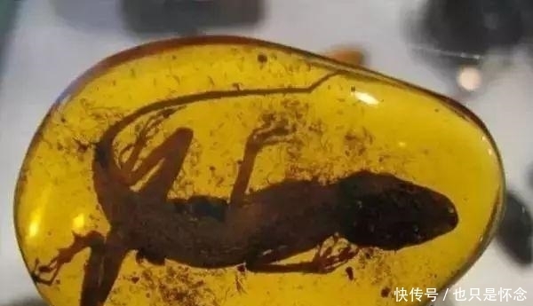 有家|腾冲有家博物馆藏一块琥珀,琥珀中有只带牙的鸟,它是最小的恐龙