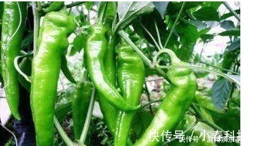 维生素c|常吃青椒的人,身体不会差,但切忌与一物同食,但有很多人不清楚