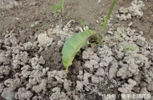 这些“肥料”遍地都是,不花钱捡回家,养花用一把,个个长爆盆!