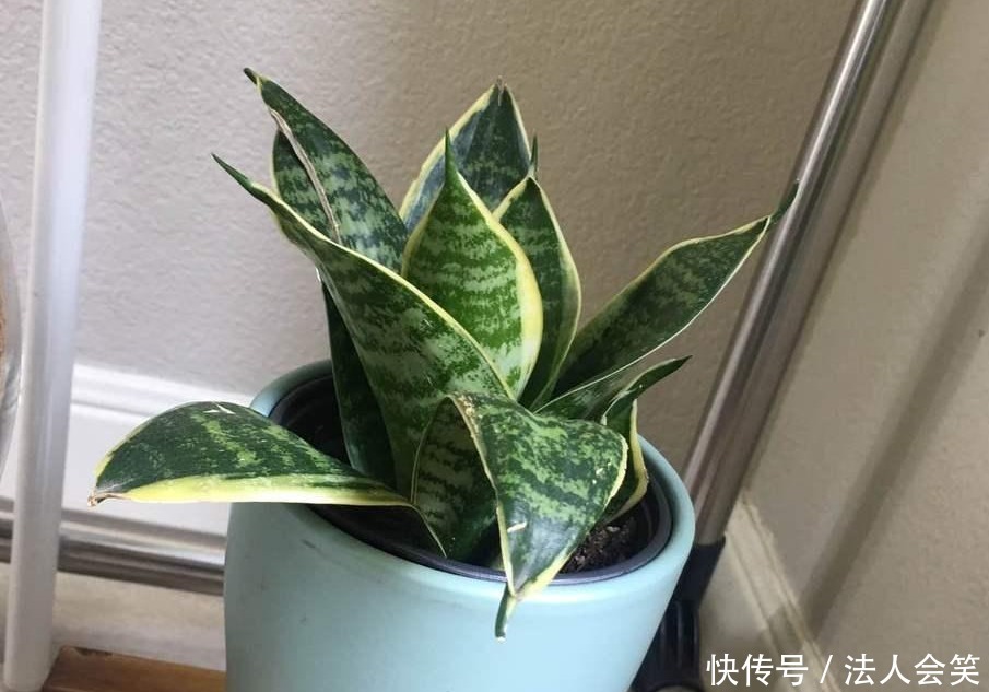 侧芽|学2招,让不爱出芽的虎皮兰接二连三地往外冒新芽吧!