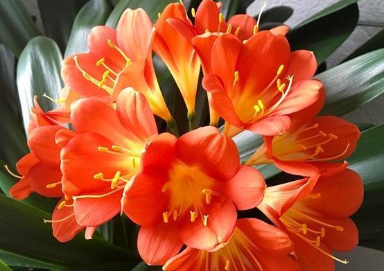 君子兰的两大繁殖方法,简单易操作,一盆变N盆