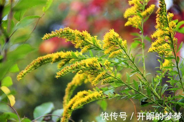 外来物种入侵济南!“加拿大一枝黄花”现身平阴河边