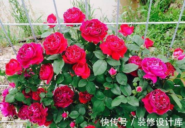 花柱|农历8月6日起，养花试试这几款，适合做花柱，室内也能养