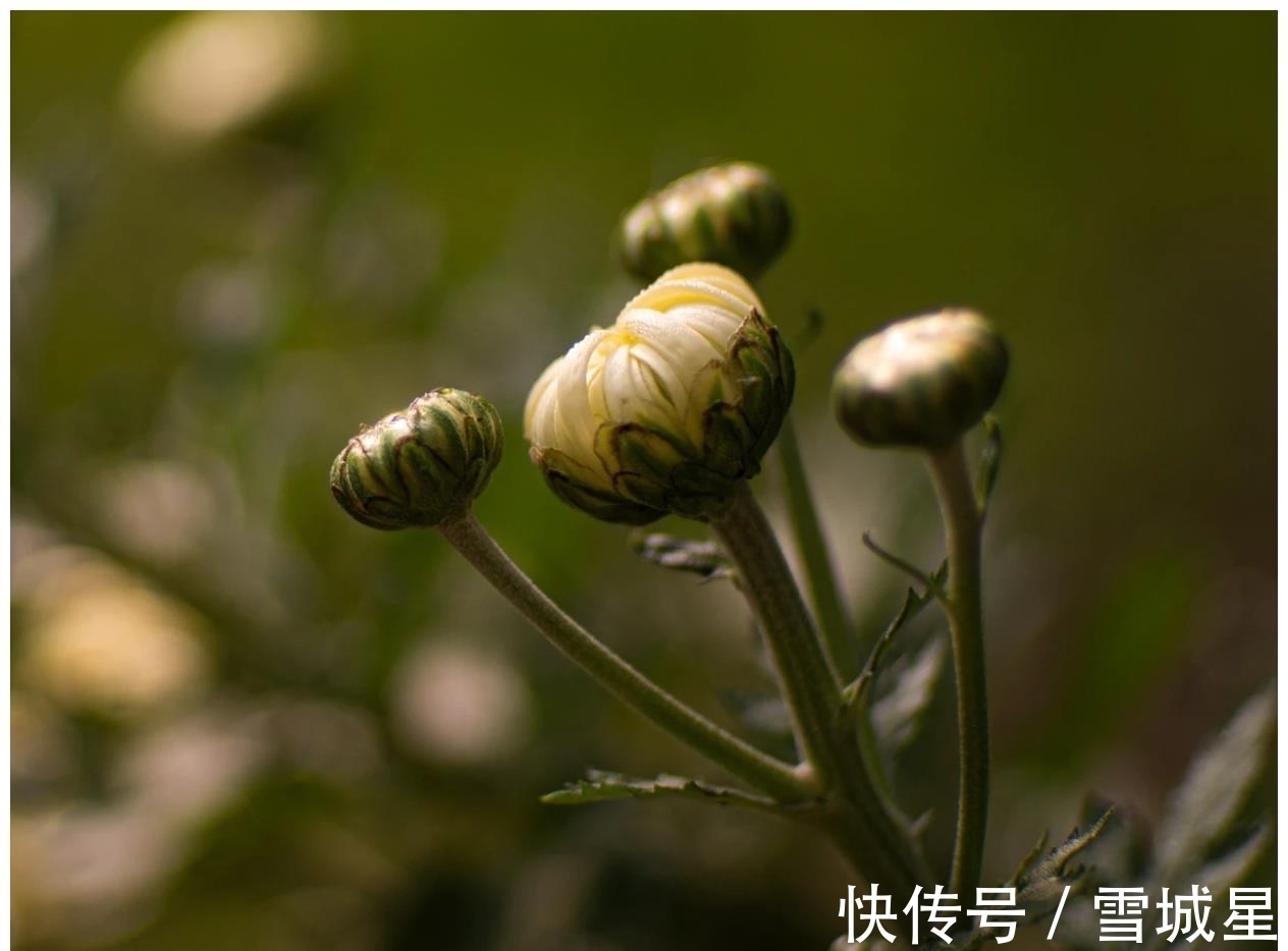 尘缘|7月，喜撞桃花运，拨云见日，痴心不悔，3星座尘缘难舍，破冰复