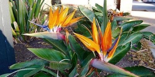 四季海棠|什么花可一年开四季盆栽上4种植物,个个都能全年花开不停歇