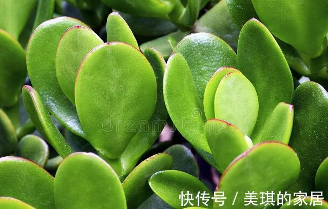 花友|想让玉树开“琼花”，秋天就要努力了，错过时机要等一年