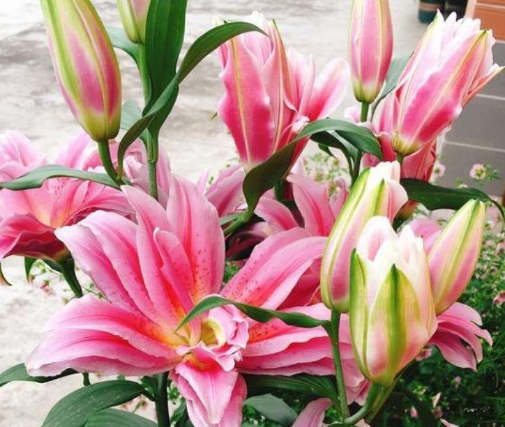 仙气|家养4种“招财花”,花色艳丽,仙气十足,谁见了都想养!