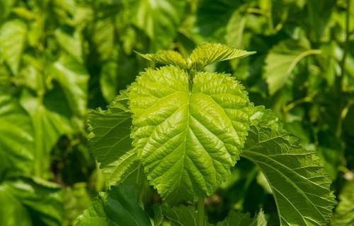 血压|老人患高血压20年,身体健康如常人,日常饮食坚持三个“不”字