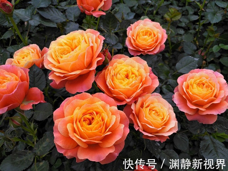 养花|“玫瑰珍品”土星王阳台,丰腴婀娜,花色温馨,堪称养花必备