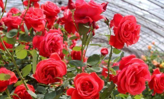 农历十月初一霜降后,养什么花?以下3种花,红红火火福运绵绵