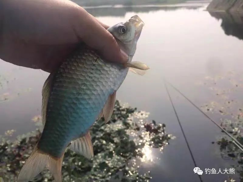 春季钓鱼用长竿钓中间还是短竿钓浅滩按我说的来，扬竿到手发麻