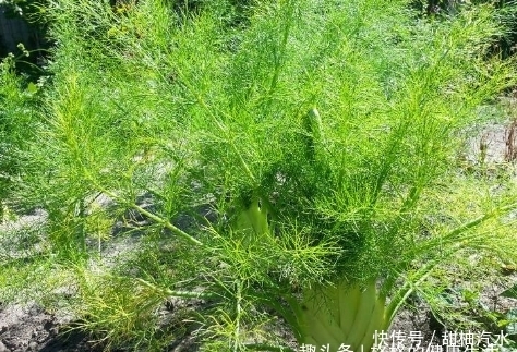 地里|提个醒:农村地里若遇见此野草,记得要采摘回家,作用非常大