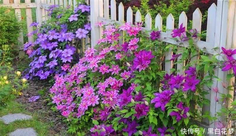 养护|有院子一定要养的“3种花”,花多花大又好看好养,美成一幅画