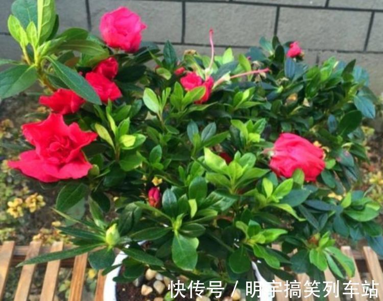 超好养的“4种花”，人人都喜欢，花朵烂漫迷人，美爆了