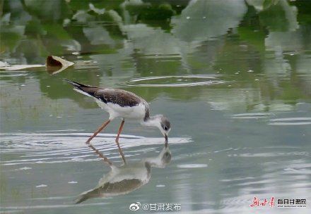 大长腿|速速围观！陇南市西和县晚霞湖飞来大长腿鹬鸟