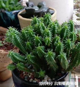 4种漂亮多肉,怕冷难过冬,新手要慎选,来年开春再养也不迟!