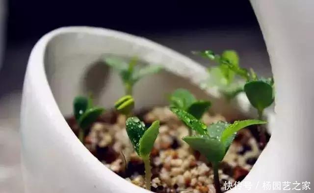 发芽的胡萝卜,吃剩的水果核都别扔,一周让家里长满绿植