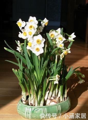 虞美人|养花不能乱养,这6种花不能放在室内,花香浓郁植株有毒