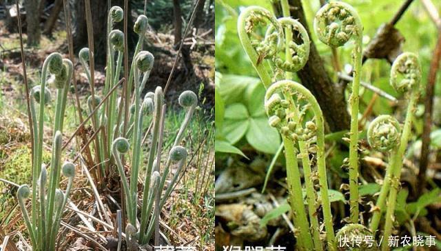 雙胞胎|農(nóng)村5對(duì)“雙胞胎野菜”，城里人傻傻分不清，第5對(duì)農(nóng)村人也搞混