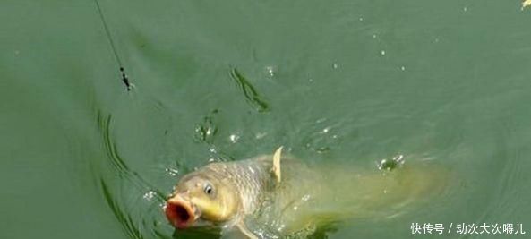 鲤鱼跃水|鲤鱼太狡猾不咬钩下次记得用上这招,它再狡猾也会忍不住咬钩